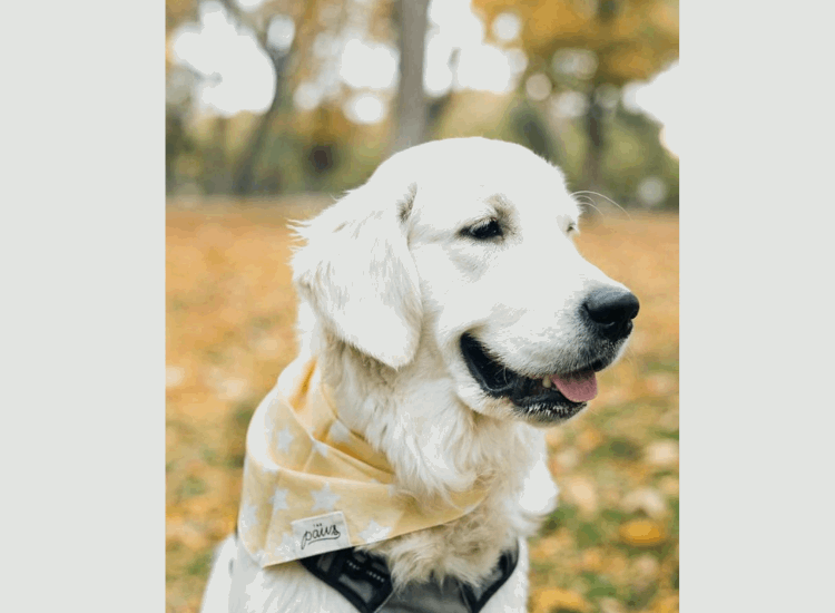 The Paws | Bandana "Citron meringué" pour chien de taille moyenne