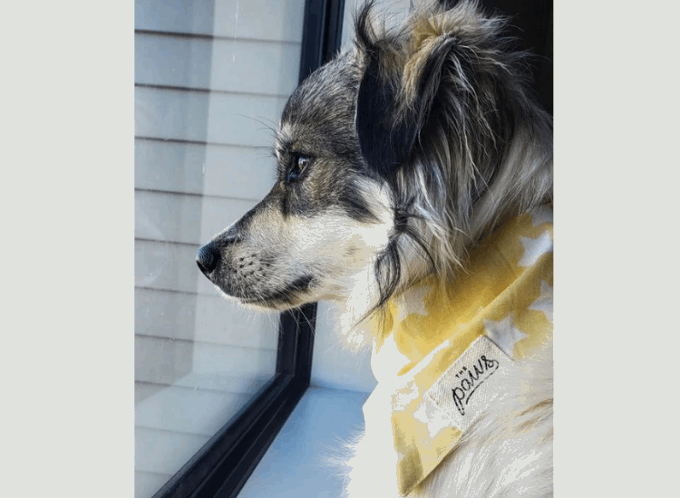 The Paws | Bandana "Citron meringué" pour chien de taille moyenne