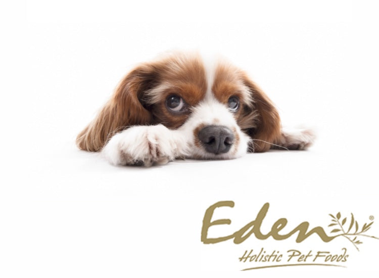 EDEN | Croquettes GF 80/20 pour petit chien Adulte et Senior| Original Cuisine