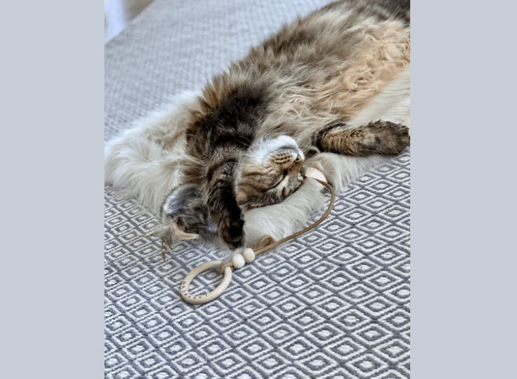 LABBVENN | Jouet pour chat MUSSE