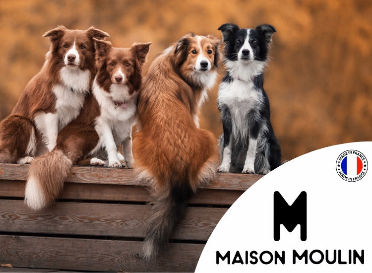 MAISON MOULIN | Chien Adulte Sédentaire, Stérilisé ou Agé | Croquettes PREMIUM au Saumon