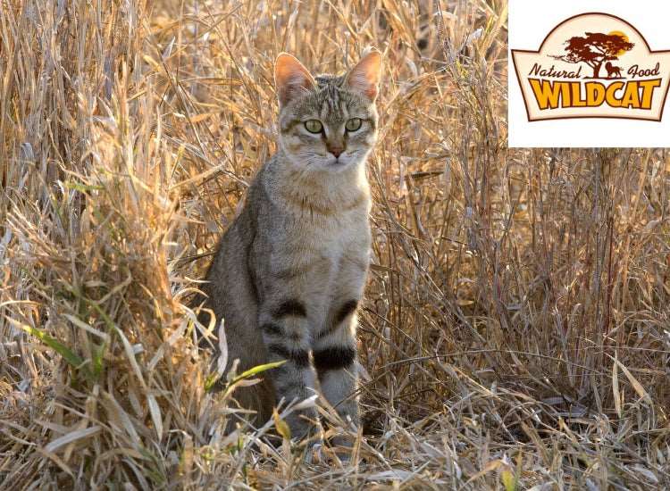chat sauvage et marque Wildcat alimentation naturelle 