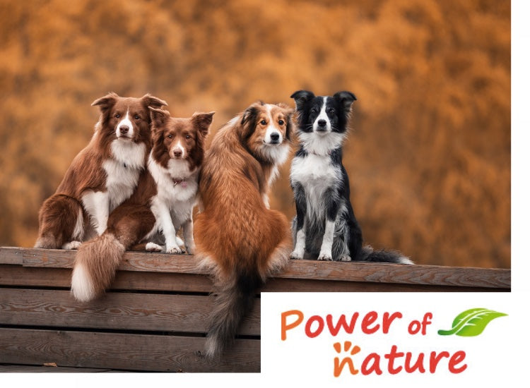 Chiens en extérieur Power of Nature Meadowland DOG