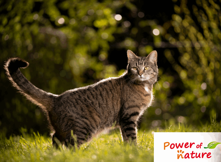 Power of Nature | Croquettes pour chat Active Cat Farm Mix 2 kgs