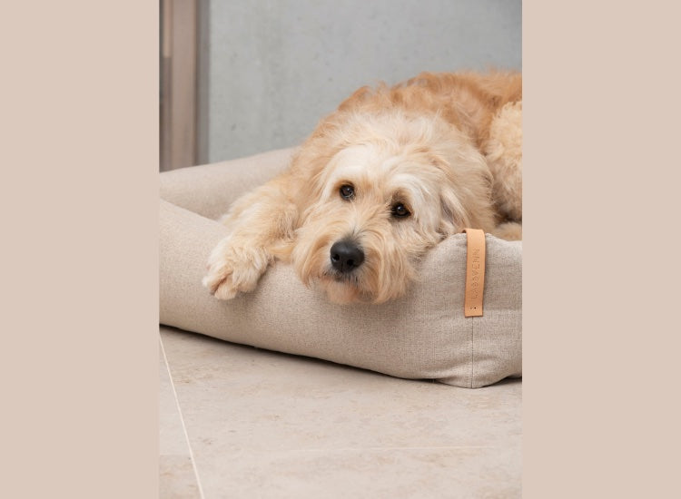 LABBVENN | Lit pour chien Confort et Design MOE