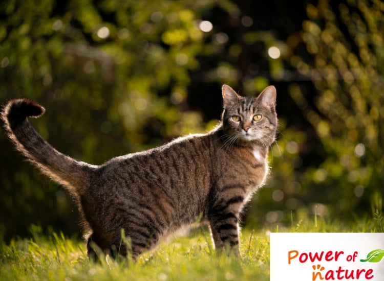 Power of Nature | Chat | Boîte Natural Cat 95% Lapin 200g