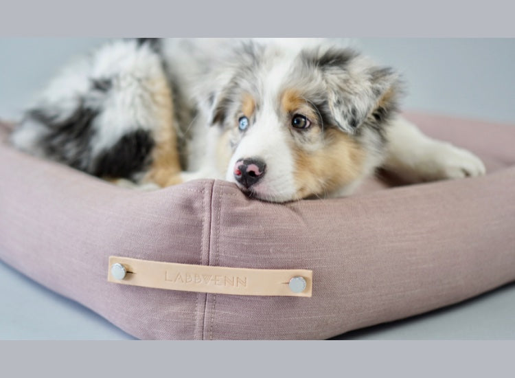 LABBVENN | Panier pour chien bicolore Design scandinave STOKKE